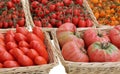 basket with many red organic tomatoes Royalty Free Stock Photo