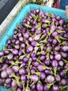 basket of mini baby purple eggplant. Royalty Free Stock Photo