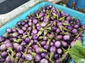 basket of mini baby purple eggplant. Royalty Free Stock Photo