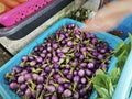 basket of mini baby purple eggplant. Royalty Free Stock Photo