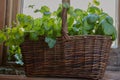 Basket of mixed herbs.