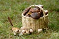 Basket with a mushrooms