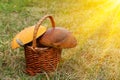 Basket mushrooms Royalty Free Stock Photo
