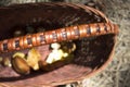 Basket with mushrooms, close-up, forest, rest in the forest