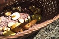 Basket with mushrooms, close-up, forest, rest in the forest