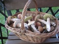 Basket with mushrooms in the countri
