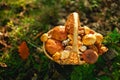 Basket of mushrooms. Forest Edible mushrooms in a basket on a stump in the autumn forest in the sun.Collection of forest