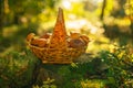 Basket of mushrooms. Forest Edible mushrooms set in a wicker basket on a stump in the autumn forest in the sun