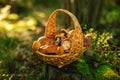 Basket of mushrooms. Forest Edible mushrooms set in a wicker basket on a stump in the forest in the sun.Collection of