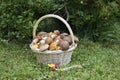 Basket of mushrooms on grass. Day light Royalty Free Stock Photo