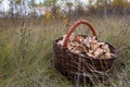 Basket with mushrooms Royalty Free Stock Photo
