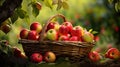 basket natural apple fruit In the second photograph