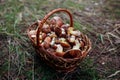 Basket Of Oily Mushrooms. Autumn Harvesting In Forest. Close Up