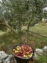 Basket, olives and tree Royalty Free Stock Photo