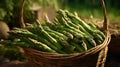 Basket overflowing with fresh, green asparagus spears