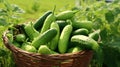 Basket overflowing with fresh, vibrant green cucumbers
