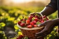 Basket overflowing with freshly picked strawberries. AI Generated Royalty Free Stock Photo