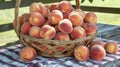 A basket overflowing with juicy ripe peaches still warm from the sun sits on a weathered picnic table. Their fuzzy skins