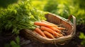 Basket overflowing with ripe, freshly picked carrots Royalty Free Stock Photo