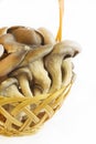 Basket with oyster mushrooms