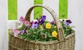 Basket with pansies Royalty Free Stock Photo