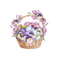 Basket of pansies. Hand draw watercolor illustration. Royalty Free Stock Photo