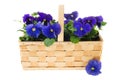 Basket Pansy flowers Royalty Free Stock Photo