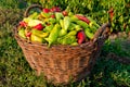 A Basket of Paprikas Royalty Free Stock Photo