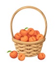 Basket with peach fruit. Vector illustration.