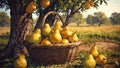 basket of pears on a table