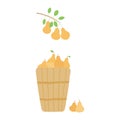 Basket with pears, tree branch illustration.