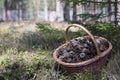 Basket of pine cones Royalty Free Stock Photo