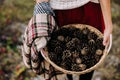 Basket with pine cones