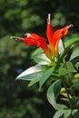 Basket plant