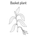 Basket plant Callisia fragrans , medicinal plant