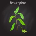 Basket plant Callisia fragrans , medicinal plant