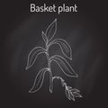 Basket plant Callisia fragrans , medicinal plant