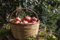The basket of pomegranates Royalty Free Stock Photo