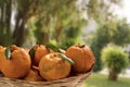 Basket of ponkan tangerine with plantation in the background. Selective focus Royalty Free Stock Photo