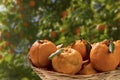 Basket of ponkan tangerine with plantation in the background. Selective focus Royalty Free Stock Photo