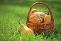 Basket with pumpkins