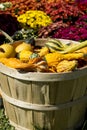 Basket of Pumpkins and gourds in front of mums