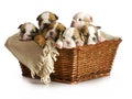 Basket of puppies Royalty Free Stock Photo