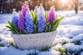 Basket of purple and blue hyacinths sits in the snow Royalty Free Stock Photo