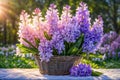 Basket with purple hyacinth flowers stands on a table outside Royalty Free Stock Photo