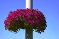 Basket with purple petunias on street pillar against blue sky Royalty Free Stock Photo