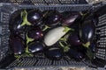 A basket of purple and white eggplants Royalty Free Stock Photo