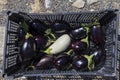 A basket of purple and white eggplants Royalty Free Stock Photo