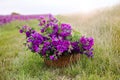 Basket with purple wild mallow in front of flowerfield