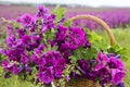 Basket with purple wild mallow in front of flowerfield